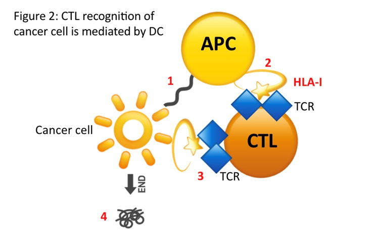 HLA and Cancer Immunotherapy thumbnail