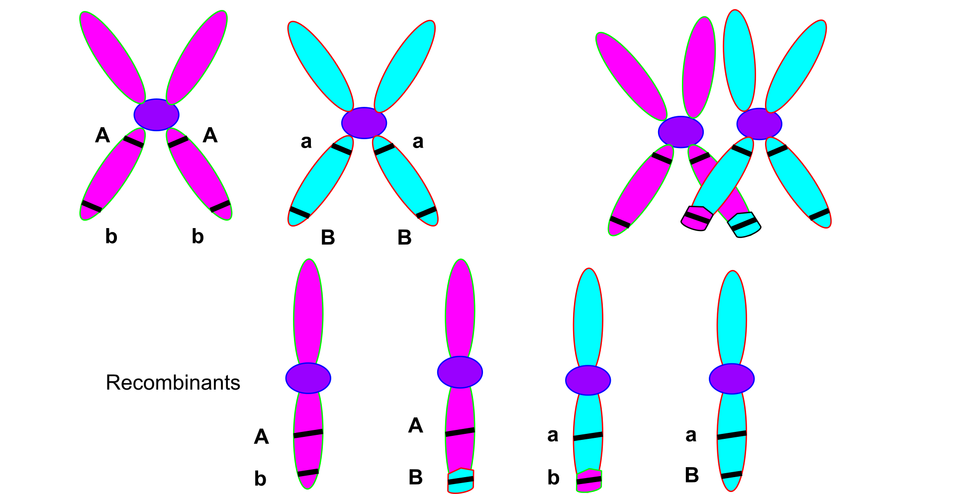 The Human Leukocyte Antigen System thumbnail