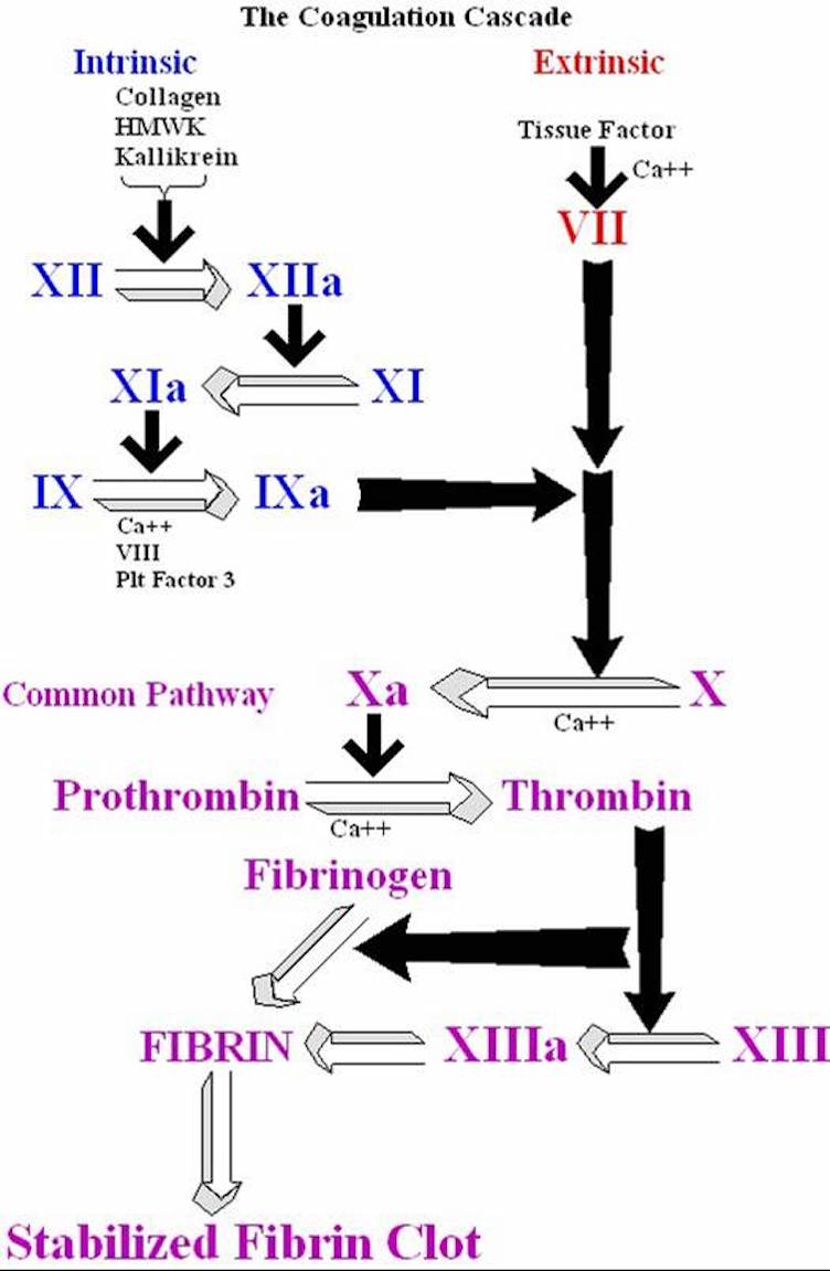 Fundamentals of Hemostasis thumbnail