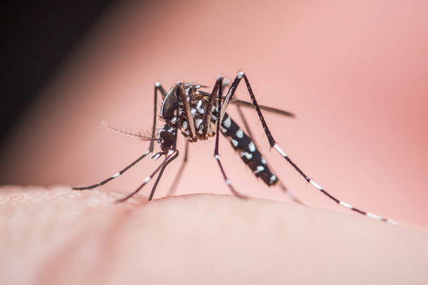 Zika Virus thumbnail