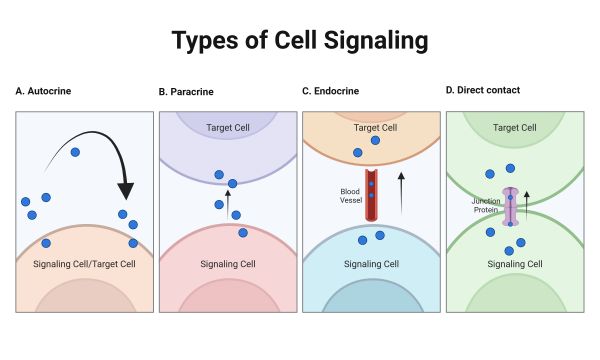 Bacterial Communication and New Therapy Targets thumbnail