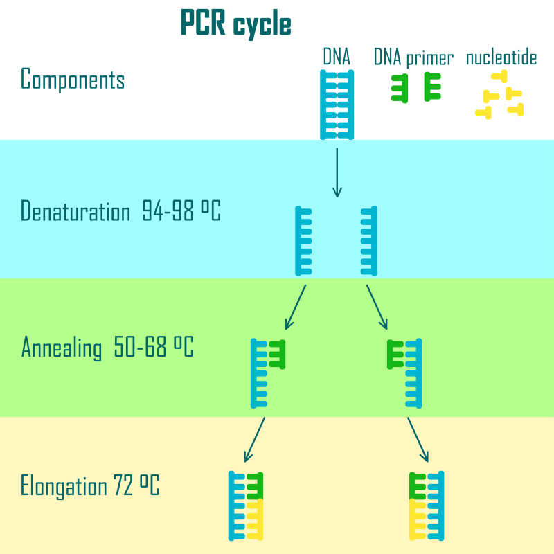 Real-Time PCR thumbnail