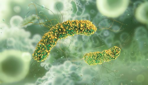 Listeria Uncovered: From Foodborne Threat to Clinical Diagnosis thumbnail