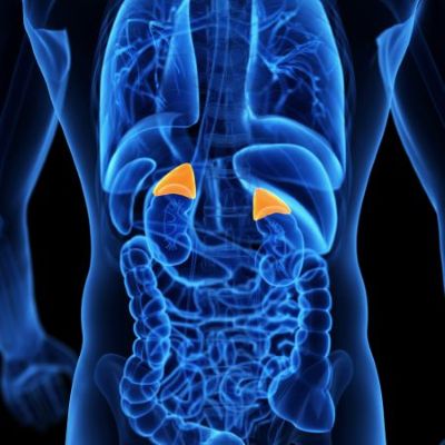 Adrenal Gland Function and Disorders thumbnail