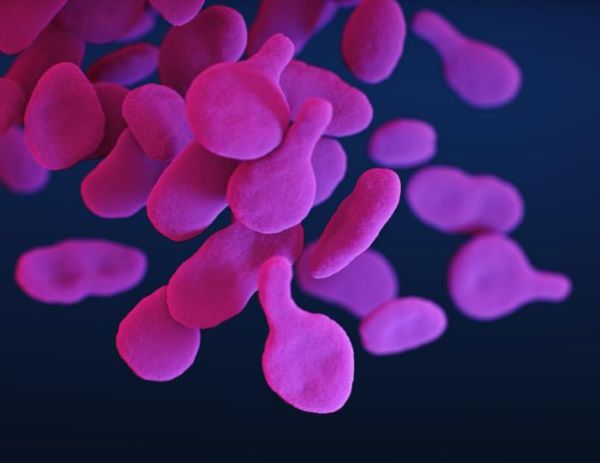 Mycoplasma and Ureaplasma in Clinical Specimens thumbnail