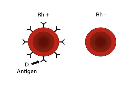 Overview Of Major Antigens of the Rh Blood Group System thumbnail