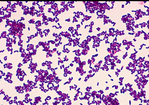 Corynebacterium and Their Importance in Infections thumbnail