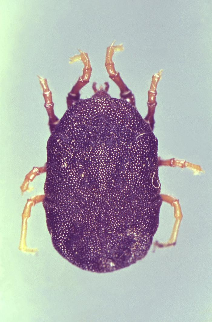 Arthropods and the Clinical Laboratory thumbnail