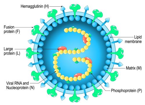 Quick Guide to Measles: What Every Healthcare Professional Should Know thumbnail
