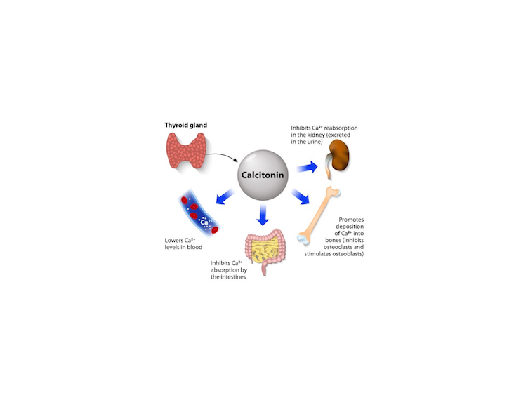 Laboratory Assessment of Thyroid Function thumbnail