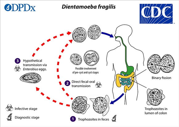 Intestinal Protozoan Parasites thumbnail