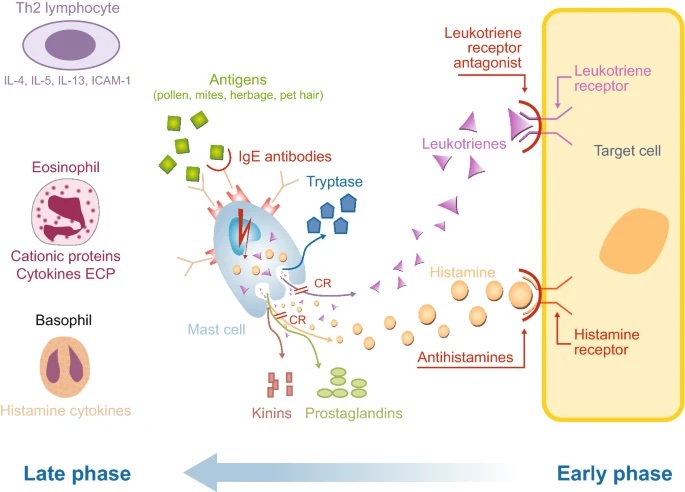 Allergic Diseases: Physiology, Immunology, and Testing thumbnail