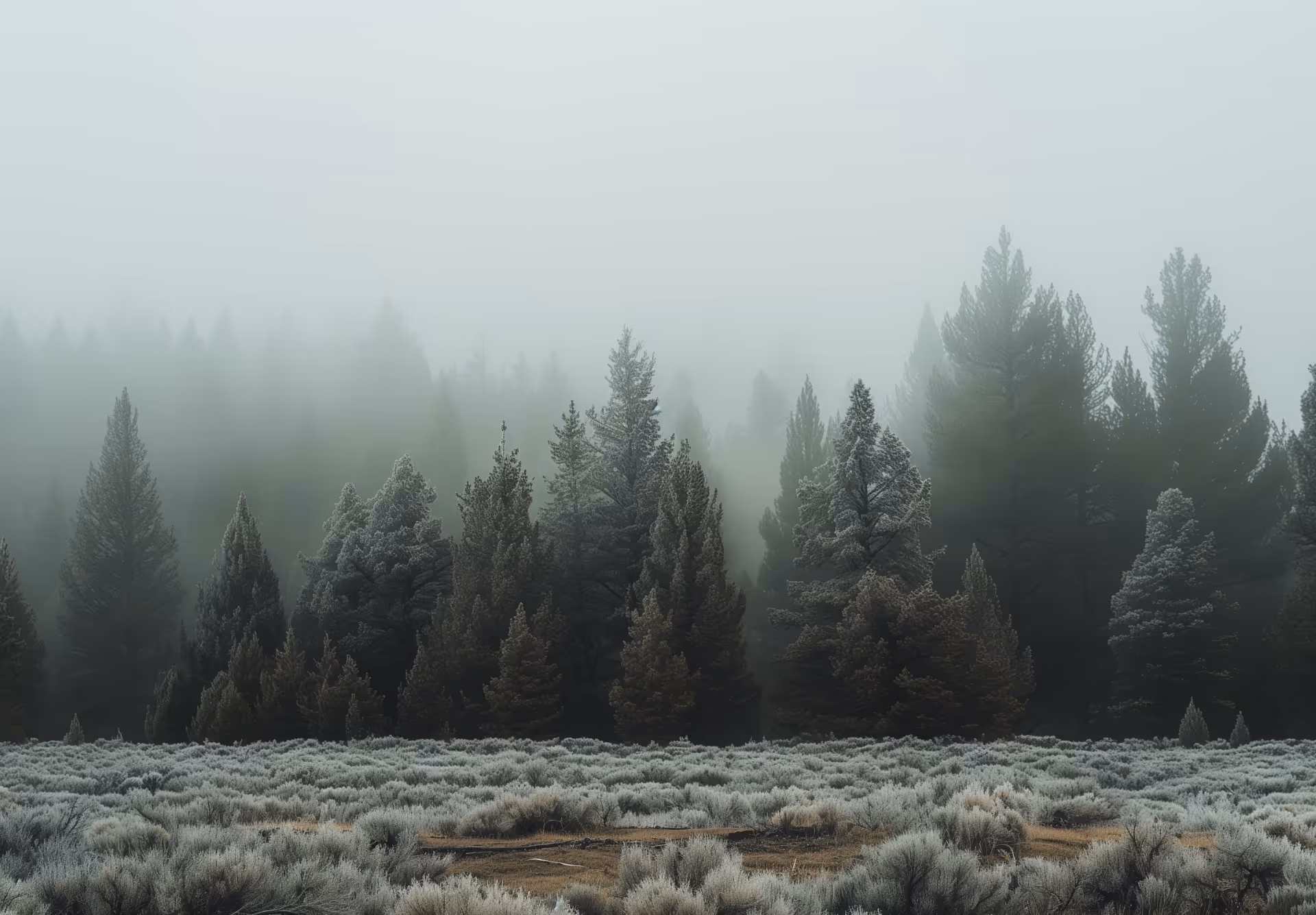 A foggy forest filled with lots of trees.