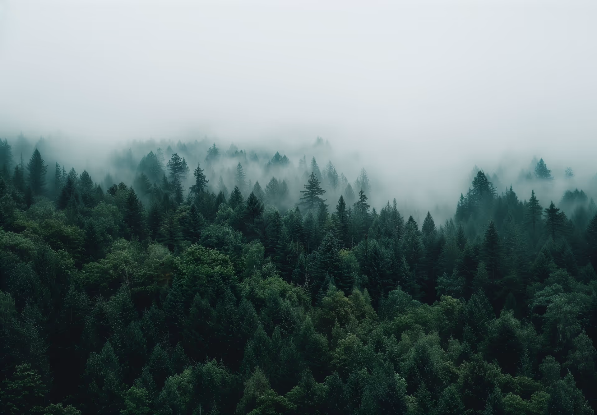 A forest filled with lots of trees covered in fog.