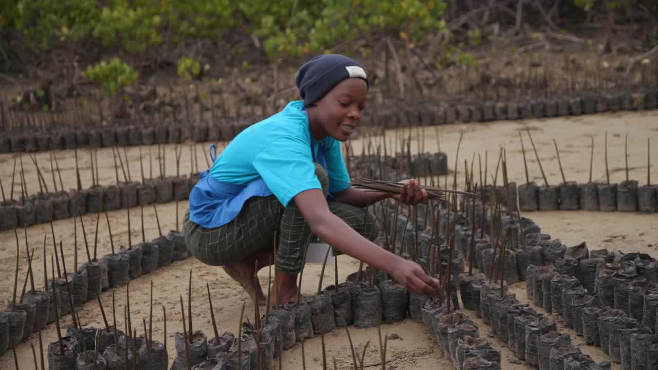Nursery planter preparing seedlings