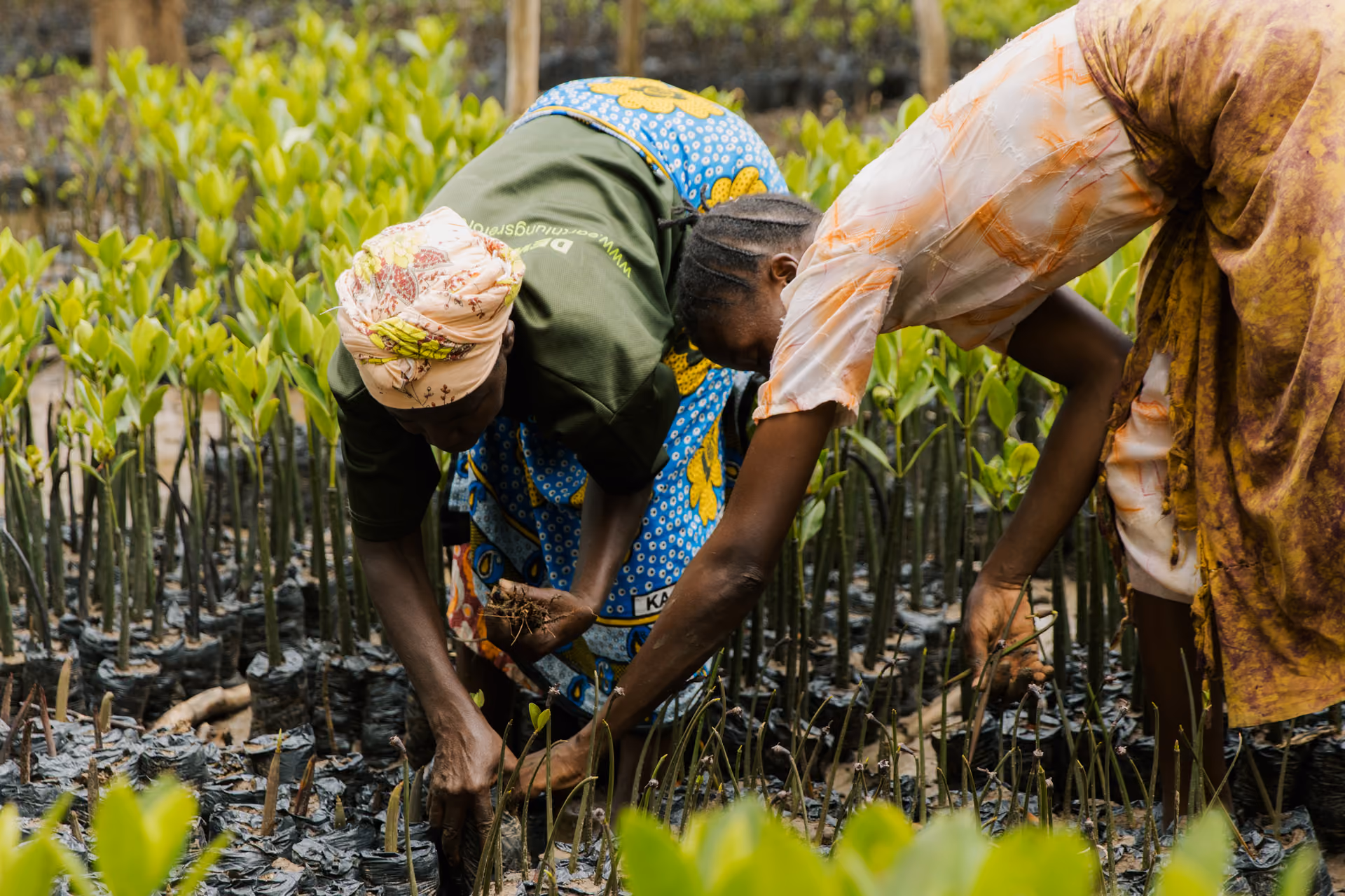 Farmer in a red shirt and blue cap harvesting crops with a knife in a lush green field.
