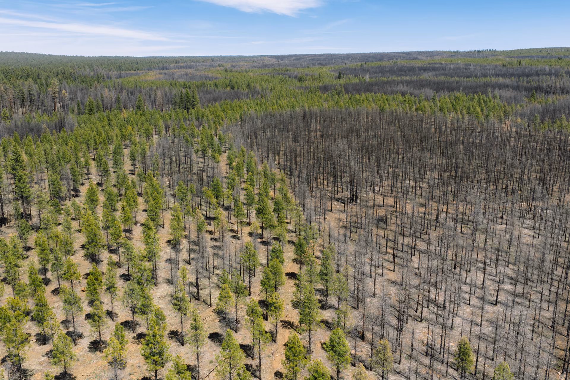 Aerial view of forest cleared for mining with muddy water pools and dirt roads around.
