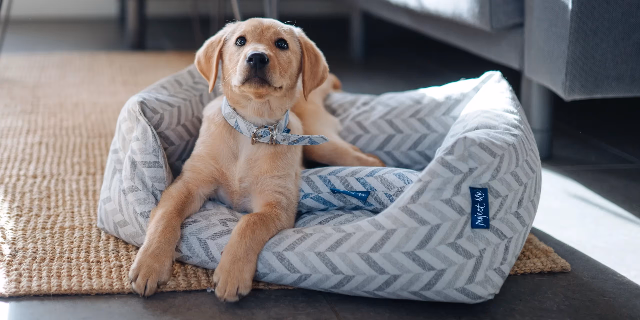 vegan pet accessories