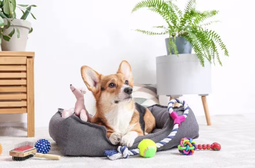 pet products