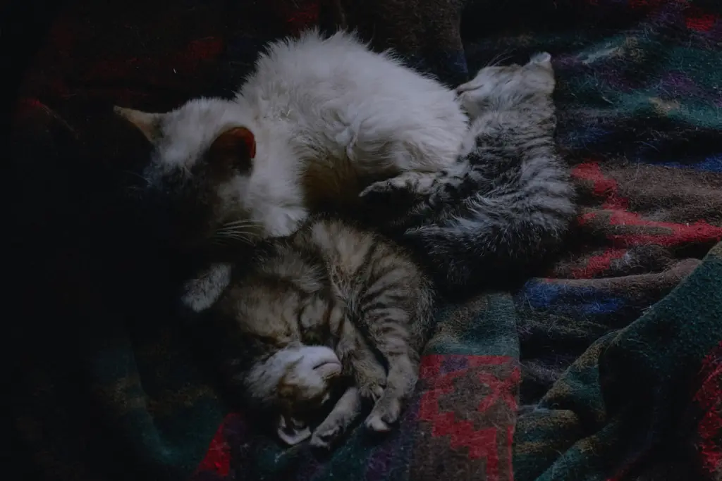 Фото: Лиза Жакова для НВ