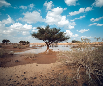 A solitary tree standing in a shallow flooded area with dry bushes and a cloudy blue sky in the background.