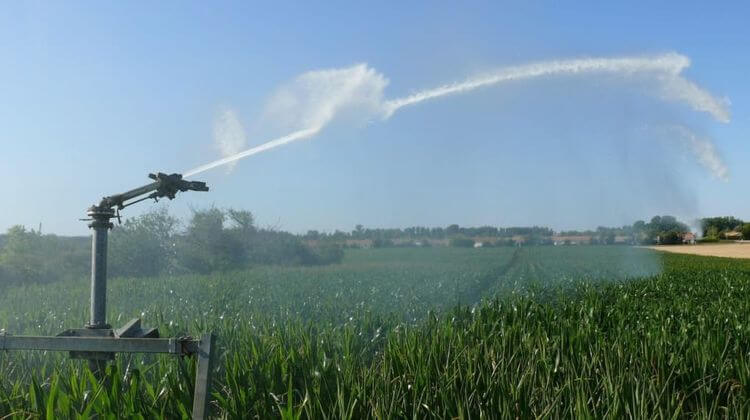 Irrigation d'un champ de maïs