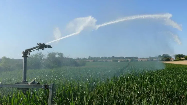 Irrigation d'un champ de maïs