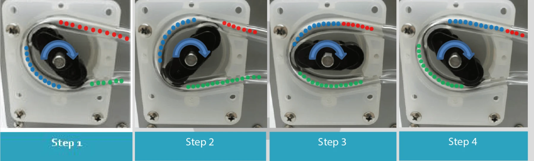 A diagram showing the four steps of a peristaltic pump's operation.