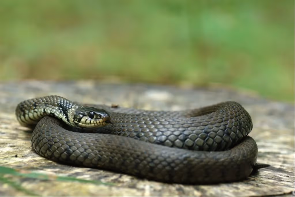 Ringslang broeihopen