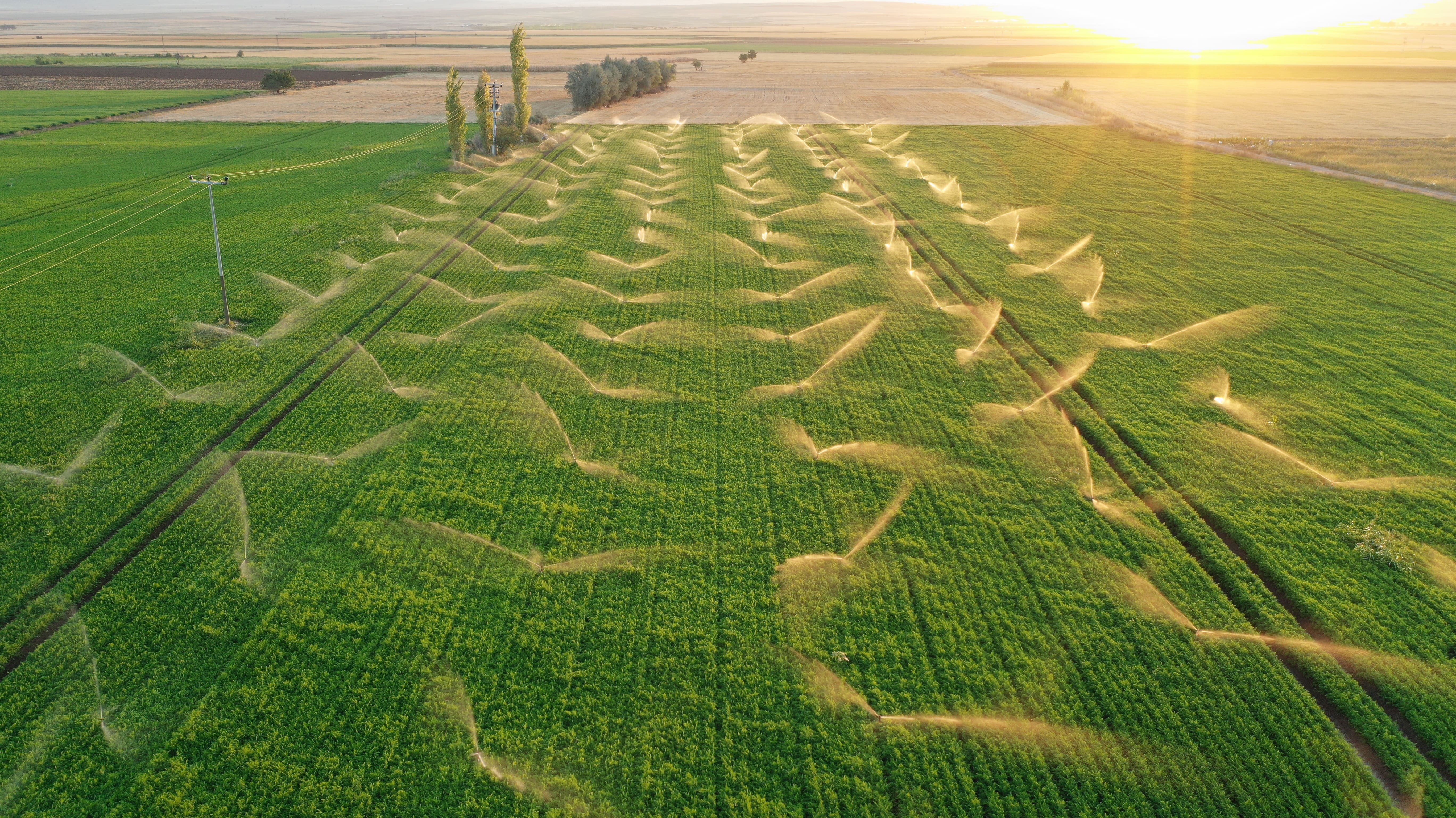 Feld mit Wassersprenklern