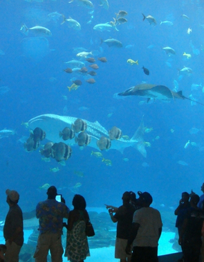 Des personnes à l'aquarium de Paris, Merveil Paris