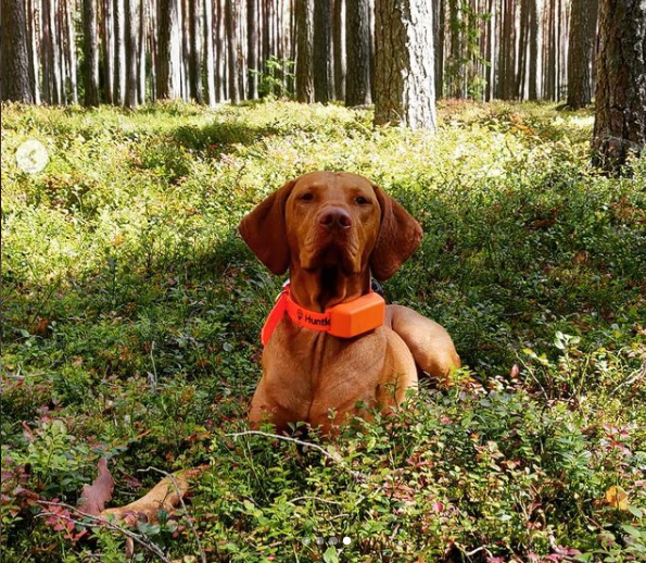 Huntlock DOG TRACKER HLT-4.0 GPS TREKERIS