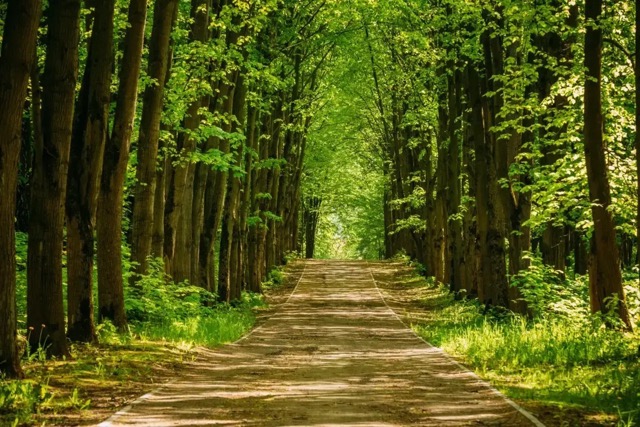 A forest with a path running through it.