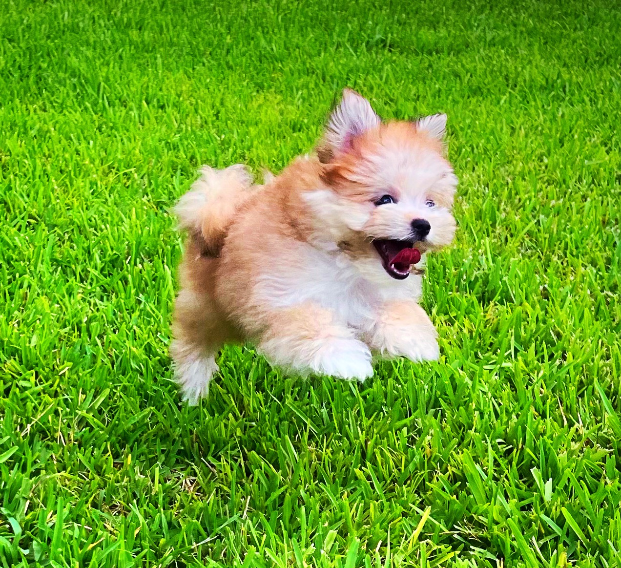 Female Pompoo puppy for sale