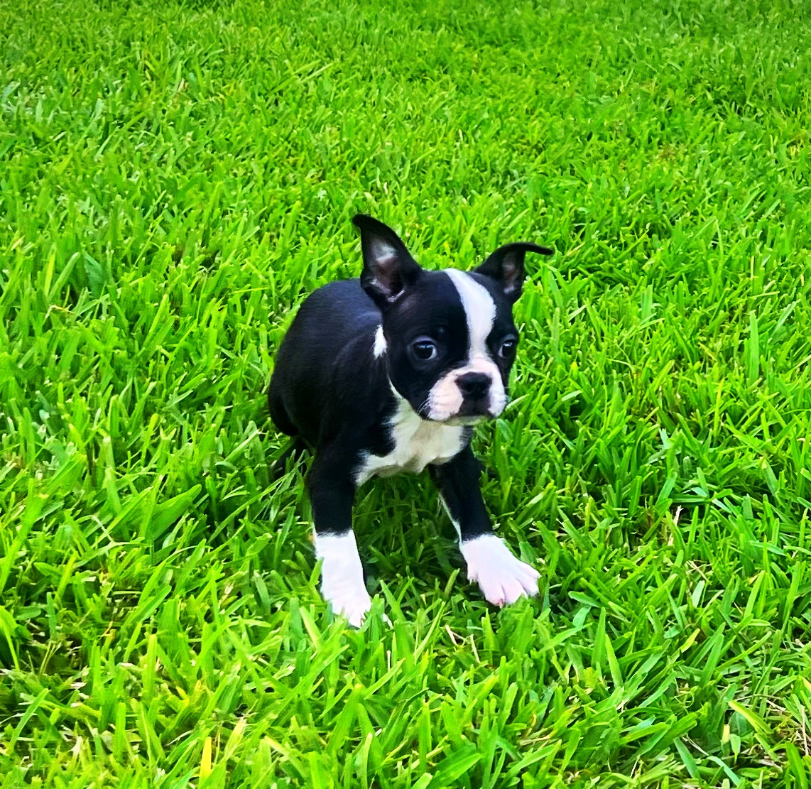 Female Boston Terrier puppy for sale