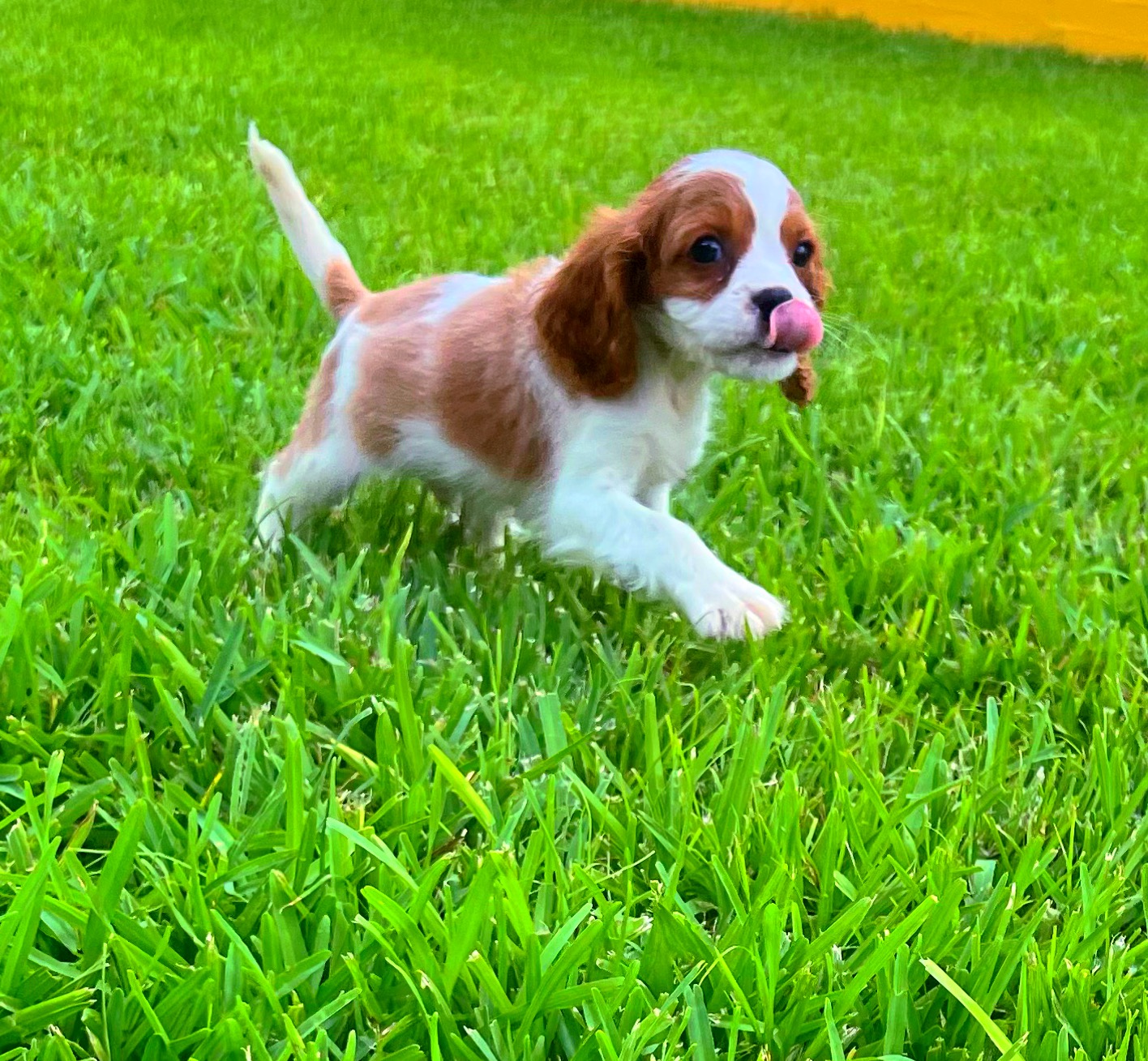 Male Cavalier King Charles Spaniel puppy for sale
