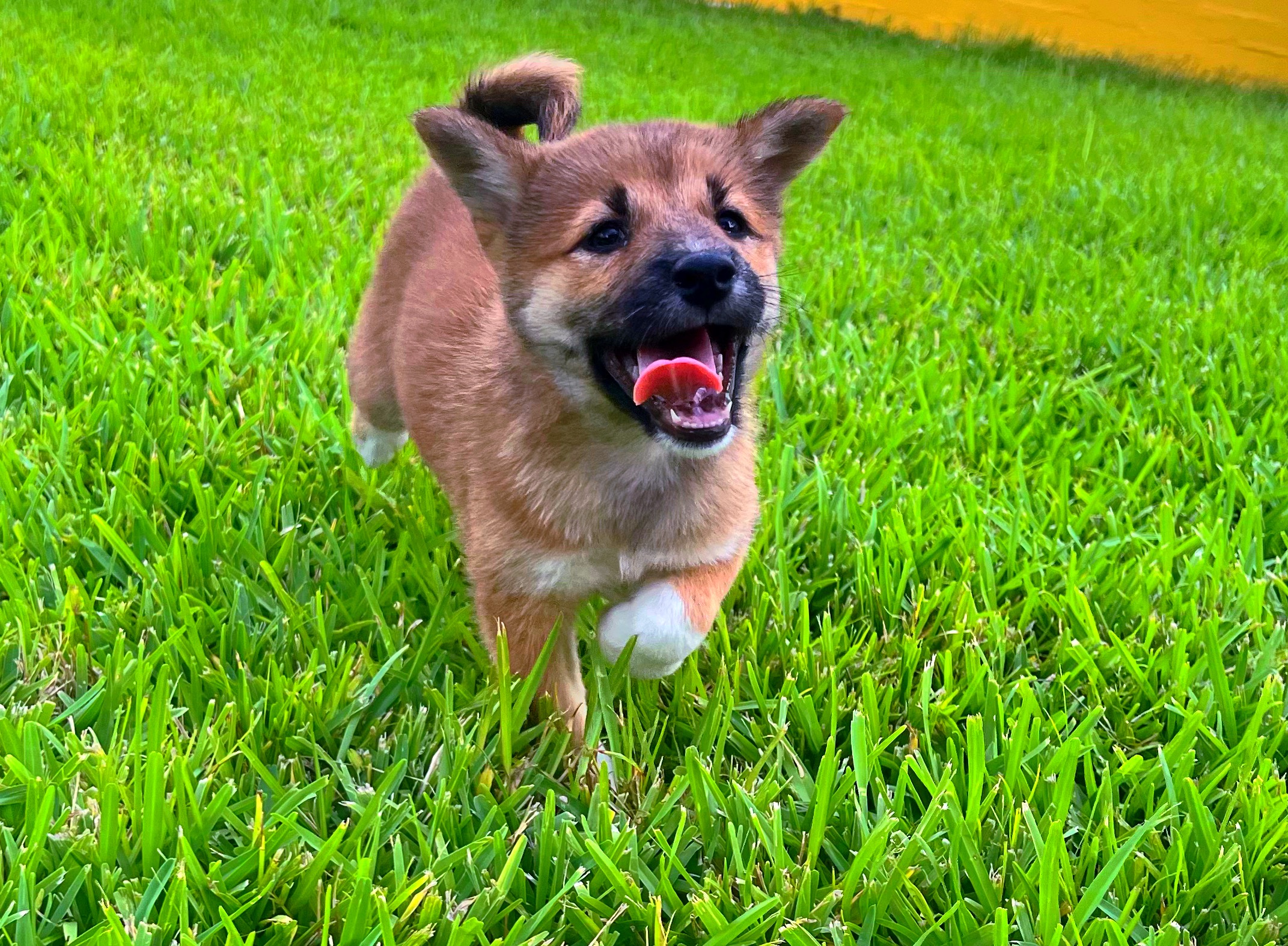 Female Shiba Inu puppy for sale