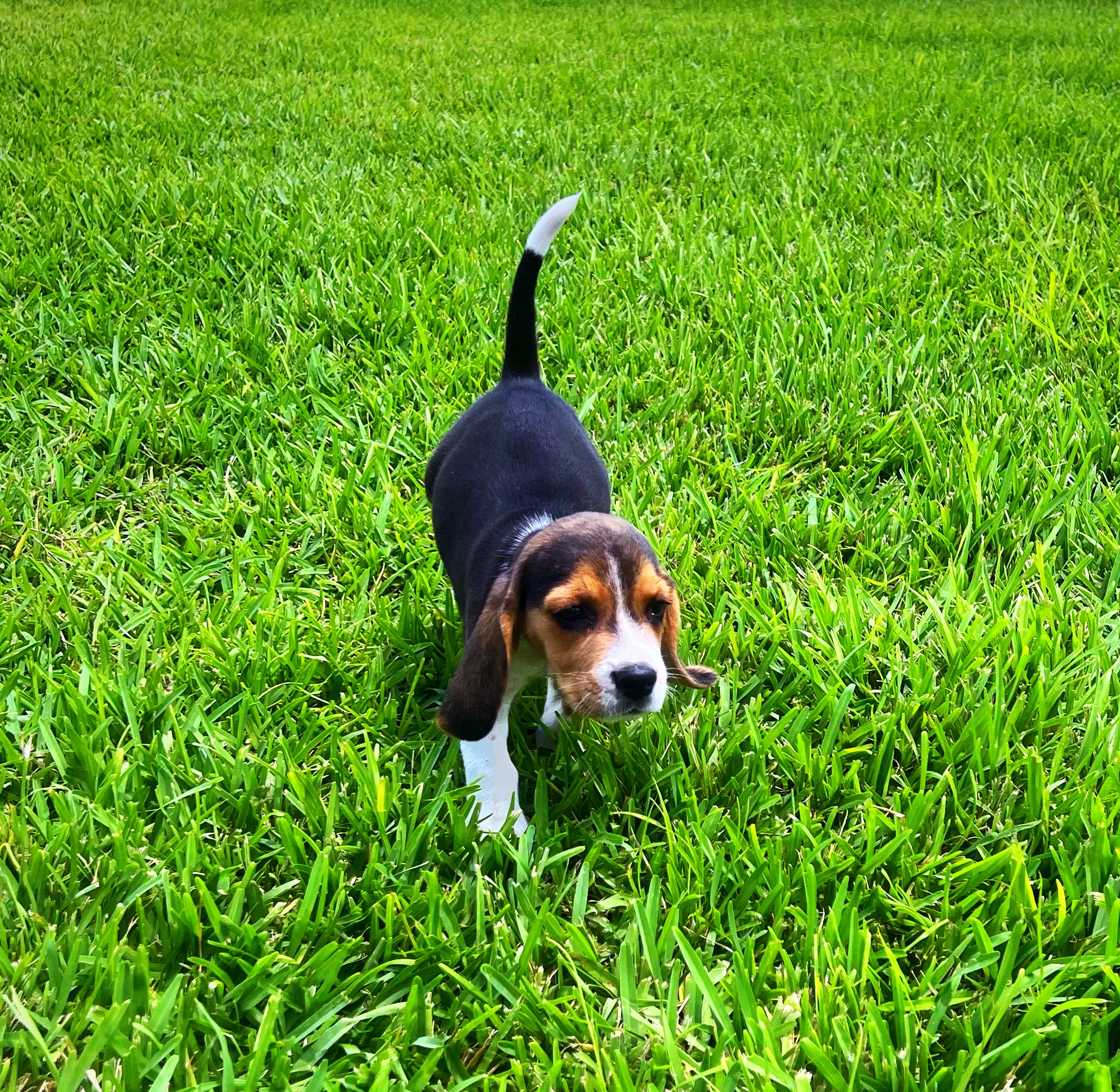 Male Beagle puppy for sale