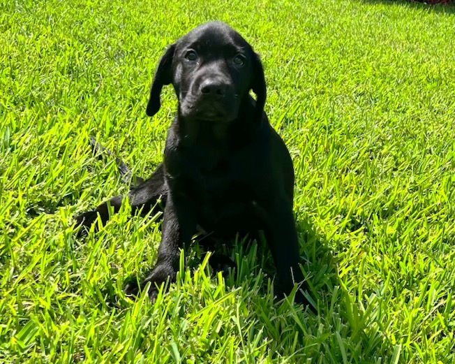 Male Black Labrador Retriever puppy for sale