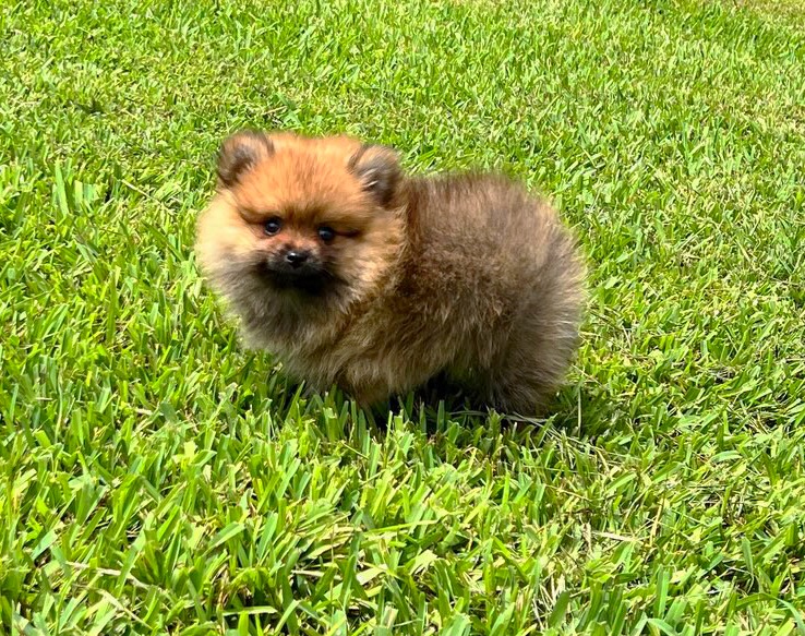 Female Pomeranian puppy for sale