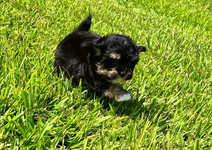 Female Havapoo puppy for sale