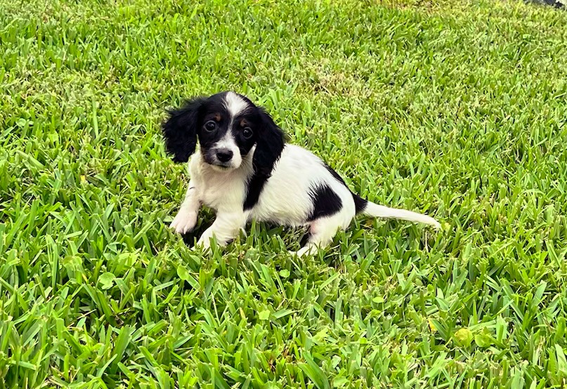 Female Long Haired Dachshund puppy for sale