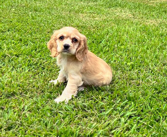 Female Cocker Spaniel puppy for sale