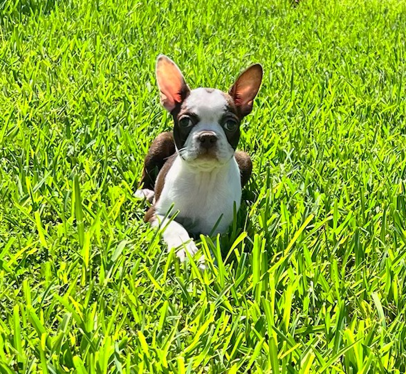 Female Boston Terrier puppy for sale