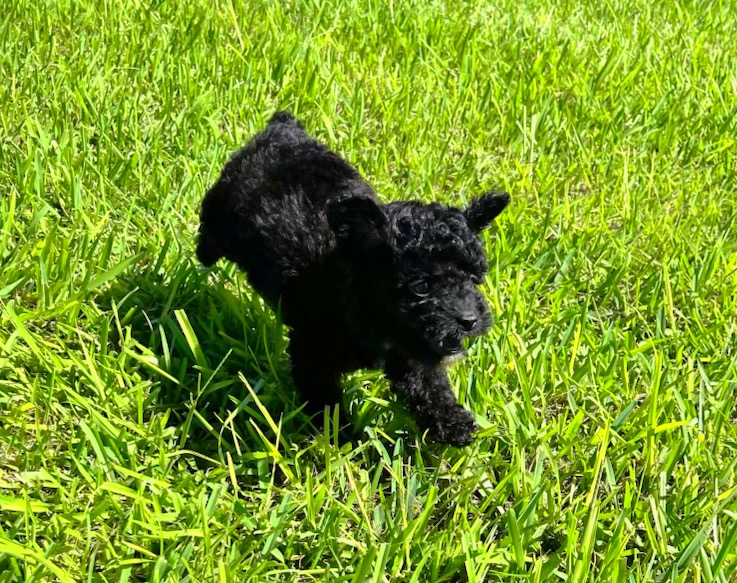 Male Poodle puppy for sale