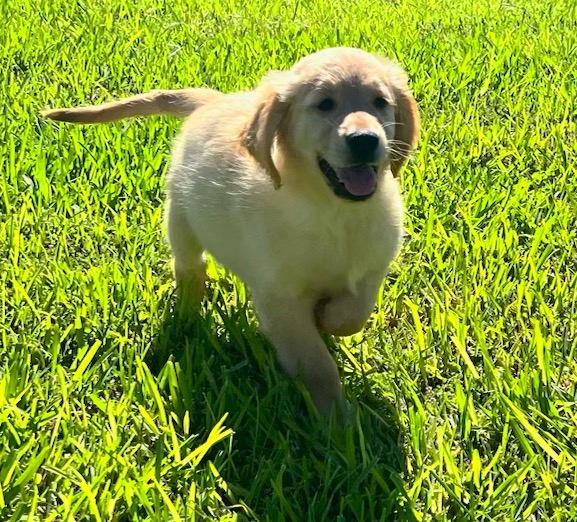 Female Golden Retriever puppy for sale