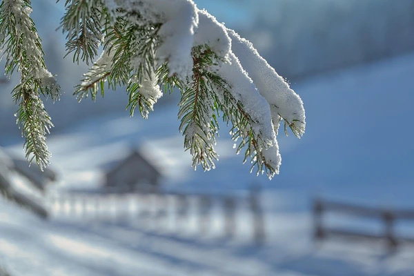Snow-covered pine branch during early winter in Oklahoma, showing seasonal tree stress.