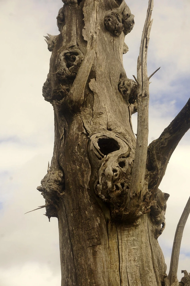Decaying tree trunk with large hollow cavity and visible rot indicating need for dead tree removal Tulsa inspection