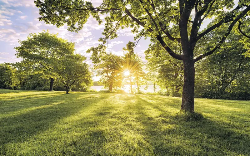 grüne wiese mit sonnenschein