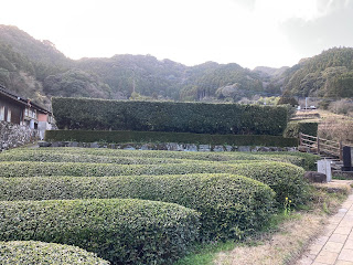 Discover the Giant Green Tea Tree: A Hidden Gem in Ureshino Town, Saga Prefecture
